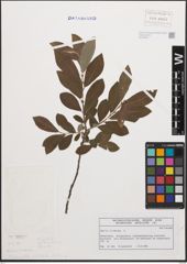 Foto von Salix cinerea L.